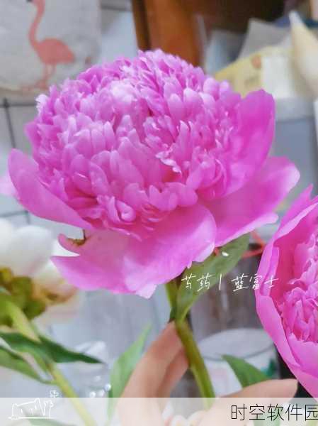 香软玉滑-林芍药：1. 香软玉滑，林芍药的绚丽盛宴