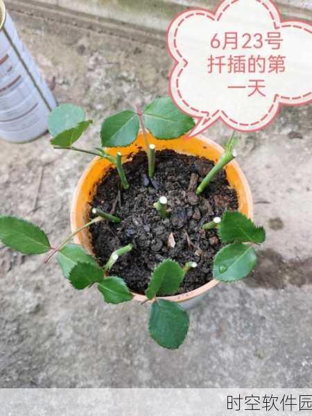 榨汁精灵的扦插方式与注意事项:1. 榨汁精灵扦插技巧:新手必读指南